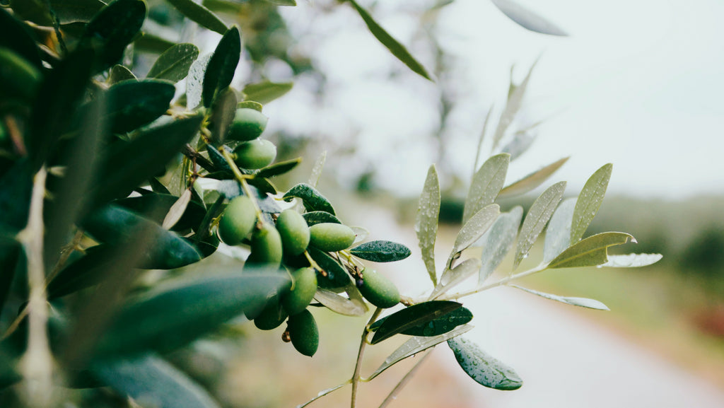 Top 7 Benefits of Extra Virgin Olive Oil As Compared to Other Oils